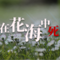 在花海中死去